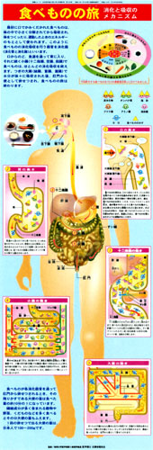 その他の本 教材 食べものの旅 少年写真新聞社のホームページ